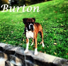 Burton. 2008-2015